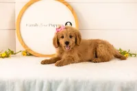 Esme - Medium, a female Goldendoodle for sale in Goshen, IN – 1 of 9