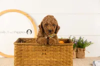 Glacier - mini, a male Miniature Goldendoodle for sale in Goshen, IN – 6 of 10