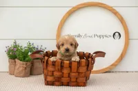 Ethan - Medium, a male Goldendoodle for sale in Goshen, IN – 5 of 8