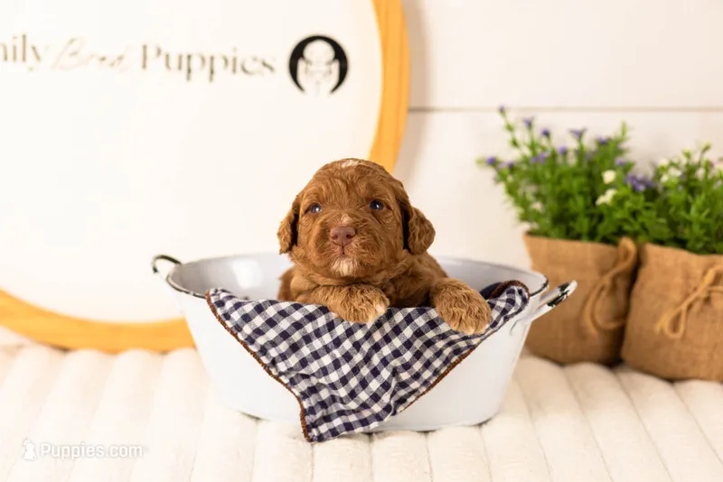 Layla - Medium – Goldendoodle puppy for sale in Goshen, IN