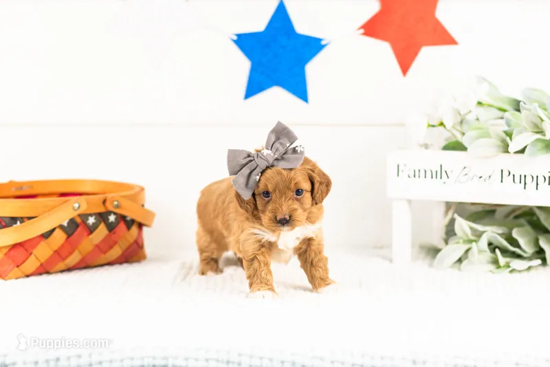 Shari - Micro – Goldendoodle puppy for sale in Goshen, IN