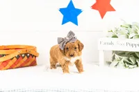Shari - Micro, a female Goldendoodle for sale in Goshen, IN – 1 of 3