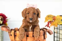Piglet - Medium, a female Goldendoodle for sale in Goshen, IN – 3 of 4