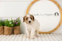 Lance - Medium, a male Goldendoodle for sale in Goshen, IN – 3 of 6