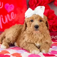 Lucille - Mini, a female Goldendoodle for sale in Goshen, IN – Photo 10 of 10
