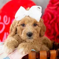 Lucille - Mini, a female Goldendoodle for sale in Goshen, IN – Photo 7 of 10