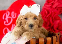 Lucille - Mini, a female Goldendoodle for sale in Goshen, IN – Photo 3 of 10