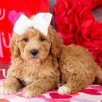 Lucille - Mini, a female Goldendoodle for sale in Goshen, IN – Photo 8 of 10