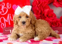 Lucille - Mini, a female Goldendoodle for sale in Goshen, IN – Photo 4 of 10