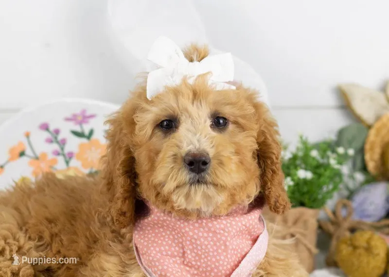 Lucille - Mini – Goldendoodle puppy for sale in Goshen, IN