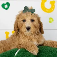 Lucille - Mini, a female Goldendoodle for sale in Goshen, IN – Photo 3 of 10