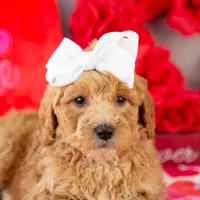 Lucille - Mini, a female Goldendoodle for sale in Goshen, IN – Photo 9 of 10