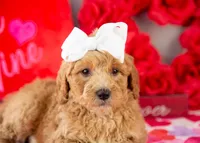 Lucille - Mini, a female Goldendoodle for sale in Goshen, IN – Photo 5 of 10