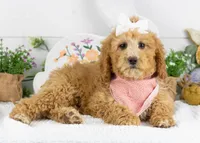Lucille - Mini, a female Goldendoodle for sale in Goshen, IN – Photo 2 of 10