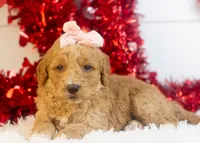 Lucille - Mini, a female Goldendoodle for sale in Goshen, IN – Photo 10 of 10