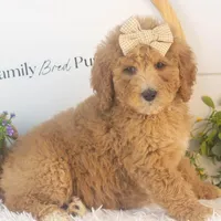 Lucille - Mini, a female Goldendoodle for sale in Goshen, IN – Photo 6 of 10