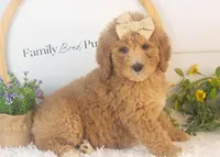 Lucille - Mini, a female Goldendoodle for sale in Goshen, IN – Photo 2 of 10