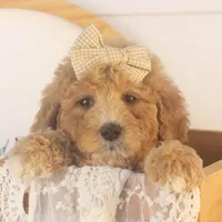 Lucille - Mini, a female Goldendoodle for sale in Goshen, IN – Photo 5 of 10