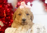 Lucille - Mini, a female Goldendoodle for sale in Goshen, IN – Photo 7 of 10