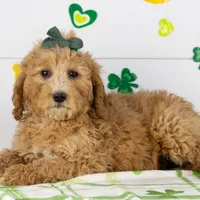 Lucille - Mini, a female Goldendoodle for sale in Goshen, IN – Photo 4 of 10