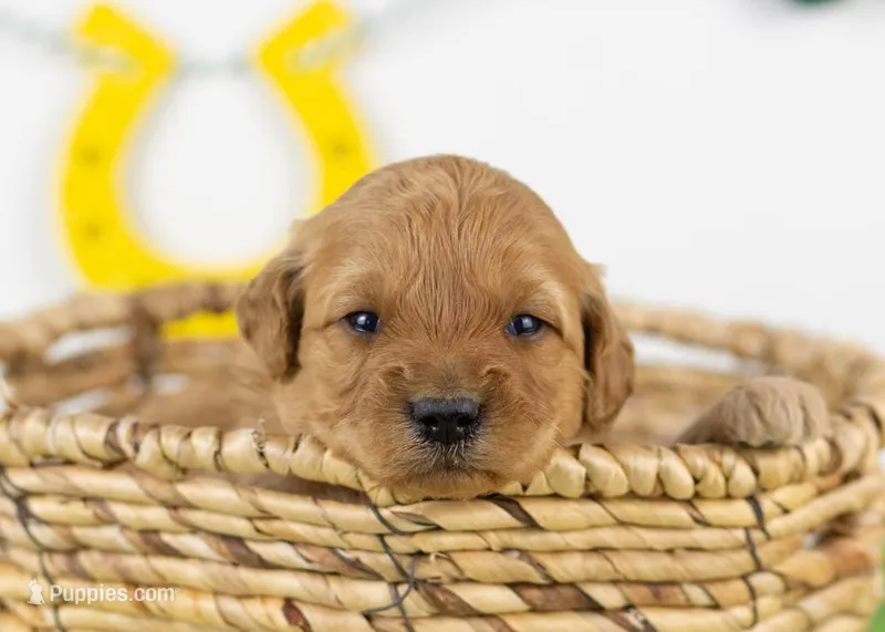 Blair - Mini – Goldendoodle puppy for sale in Goshen, IN