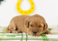 Blair - Mini, a female Goldendoodle for sale in Goshen, IN – Photo 3 of 4