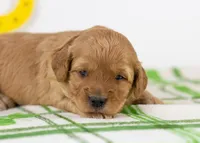 Blair - Mini, a female Goldendoodle for sale in Goshen, IN – Photo 2 of 4