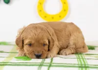 Blair - Mini, a female Goldendoodle for sale in Goshen, IN – Photo 4 of 4