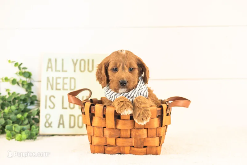 Oliver - Medium – Goldendoodle puppy for sale in Goshen, IN