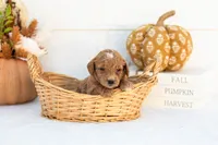 Anna - Mini, a female Goldendoodle for sale in Goshen, IN – 2 of 3