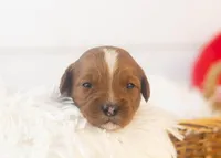 Karen - Micro, a female Goldendoodle for sale in Goshen, IN – Photo 2 of 4