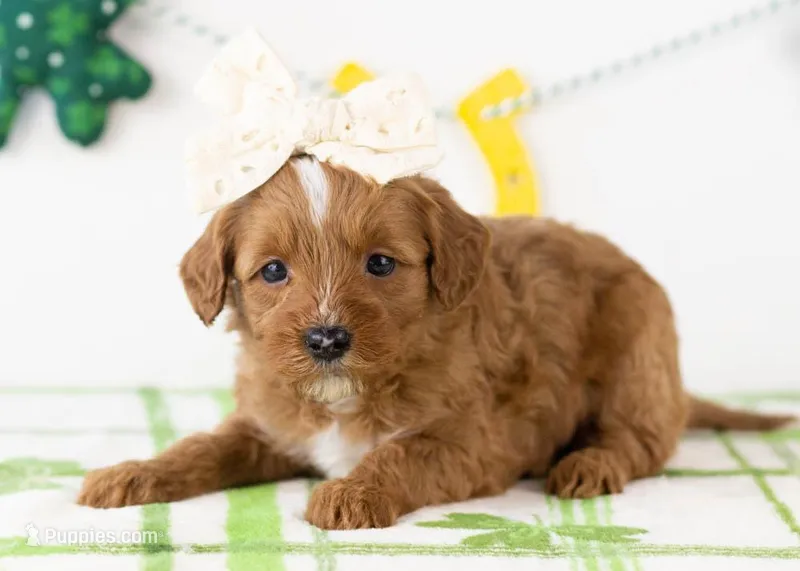 Karen - Micro – Goldendoodle puppy for sale in Goshen, IN