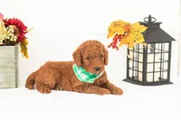 Roo - Medium, a male Goldendoodle for sale in Goshen, IN – 4 of 4