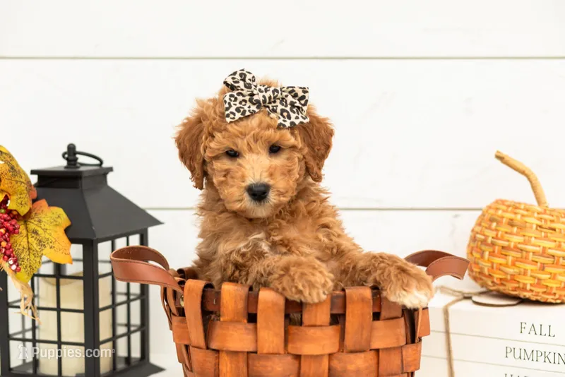 Butterfly - Mini – Goldendoodle puppy for sale in Goshen, IN