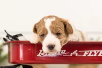 Lucy - Medium, a female Goldendoodle for sale in Goshen, IN – 5 of 7