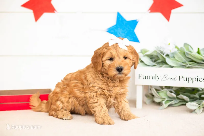 Edith - Mini – Miniature Goldendoodle puppy for sale in Goshen, IN