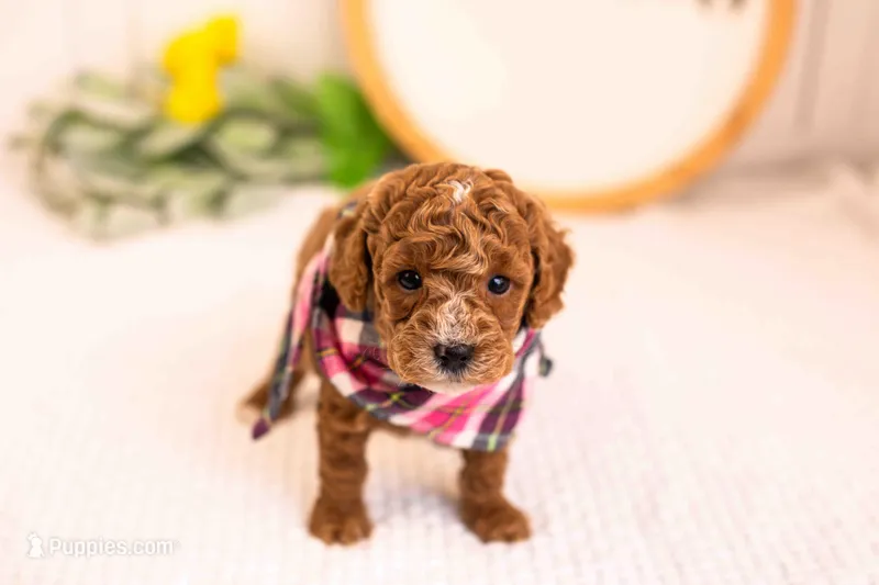 Miles - Toy – Goldendoodle puppy for sale in Goshen, IN