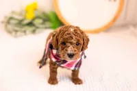 Miles - Toy, a male Goldendoodle for sale in Goshen, IN – Photo 1 of 3