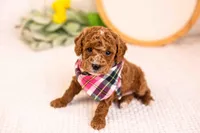 Miles - Toy, a male Goldendoodle for sale in Goshen, IN – Photo 3 of 3