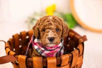 Miles - Toy, a male Goldendoodle for sale in Goshen, IN – Photo 2 of 3