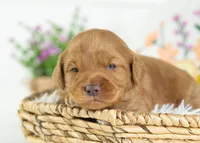 Donut - mini, a male English Goldendoodle for sale in Goshen, IN – Photo 2 of 4