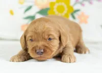 Donut - mini, a male English Goldendoodle for sale in Goshen, IN – Photo 4 of 4