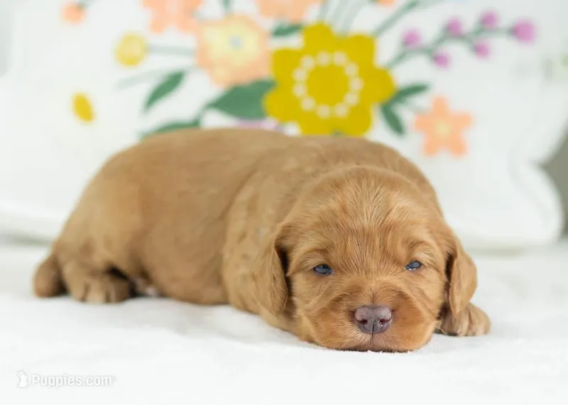 Donut - mini – English Goldendoodle puppy for sale in Goshen, IN
