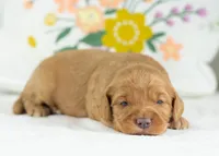 Donut - mini, a male English Goldendoodle for sale in Goshen, IN – Photo 1 of 4