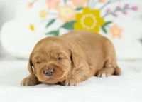 Donut - mini, a male English Goldendoodle for sale in Goshen, IN – Photo 3 of 4