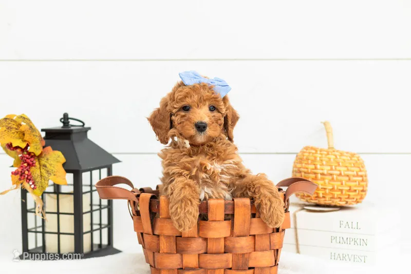 Glow - Mini – Goldendoodle puppy for sale in Goshen, IN