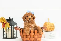 Glow - Mini, a female Goldendoodle for sale in Goshen, IN – 1 of 9