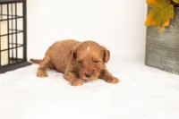 Jonah - Micro, a male Goldendoodle for sale in Goshen, IN – 2 of 4