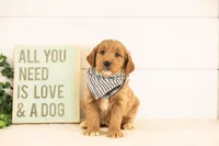 Max - Medium, a male Goldendoodle for sale in Goshen, IN – 2 of 3
