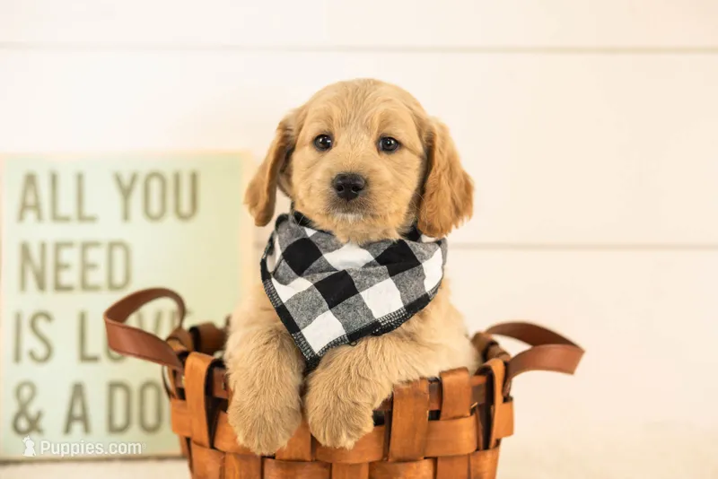 Jimmy - Medium – Goldendoodle puppy for sale in Goshen, IN
